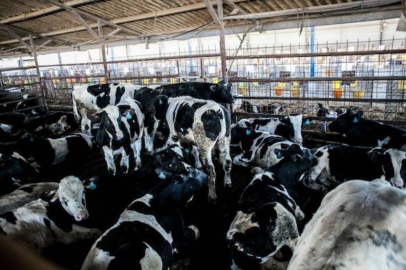 Meat Might Just Might Offer ‘Protective Benefits’ Against Cancer, New Study Finds