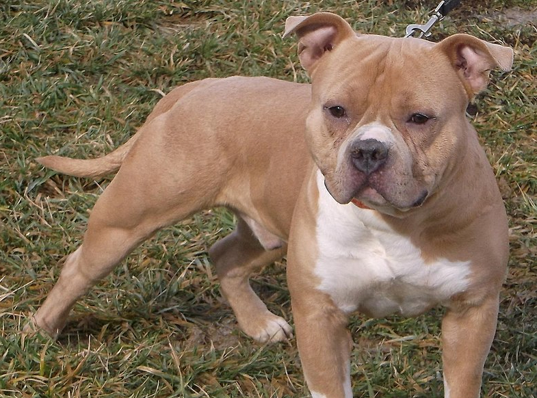 Staffordshire 2024 bully mix