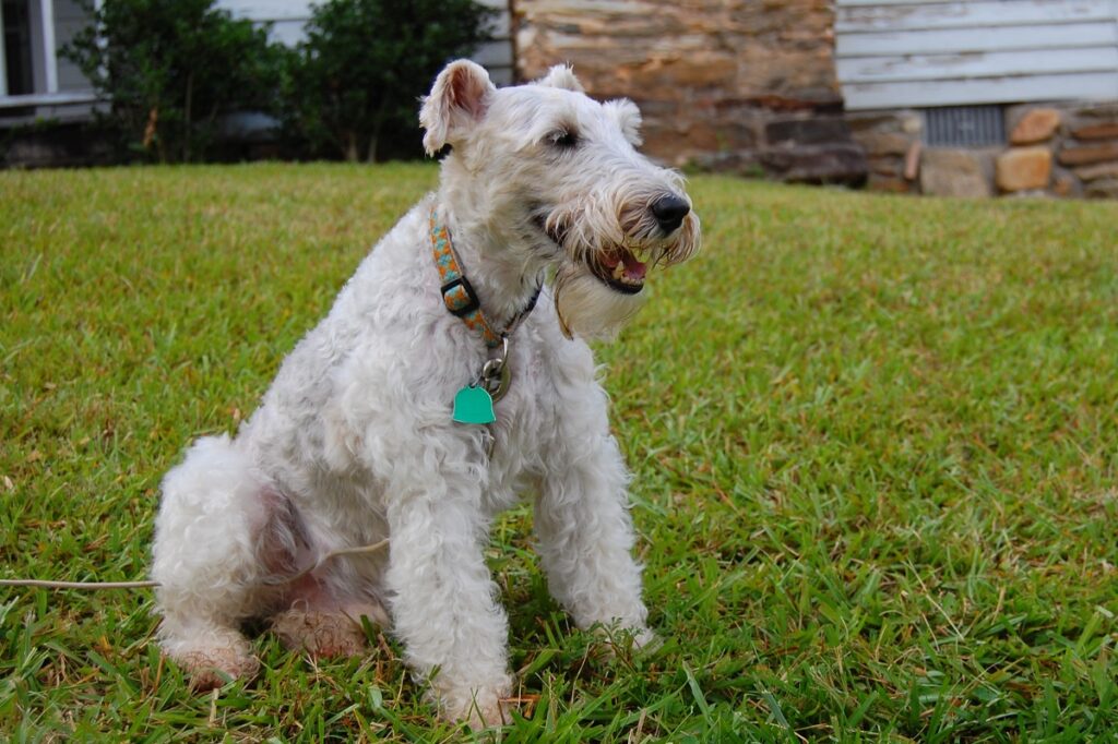 Wire Fox Terrier, Breed of ‘Snowy’ in ‘Tintin,’ ‘Faces Extinction’ Wire Fox Terrier, Breed of ‘Snowy’ in ‘Tintin,’ ‘Faces Extinction’