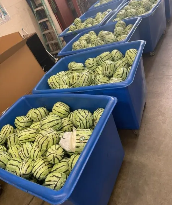 The officials soon realized that the watermelon mounds are actually packages of meth covered with green striped wrapping paper. Via Customs and Border Protection