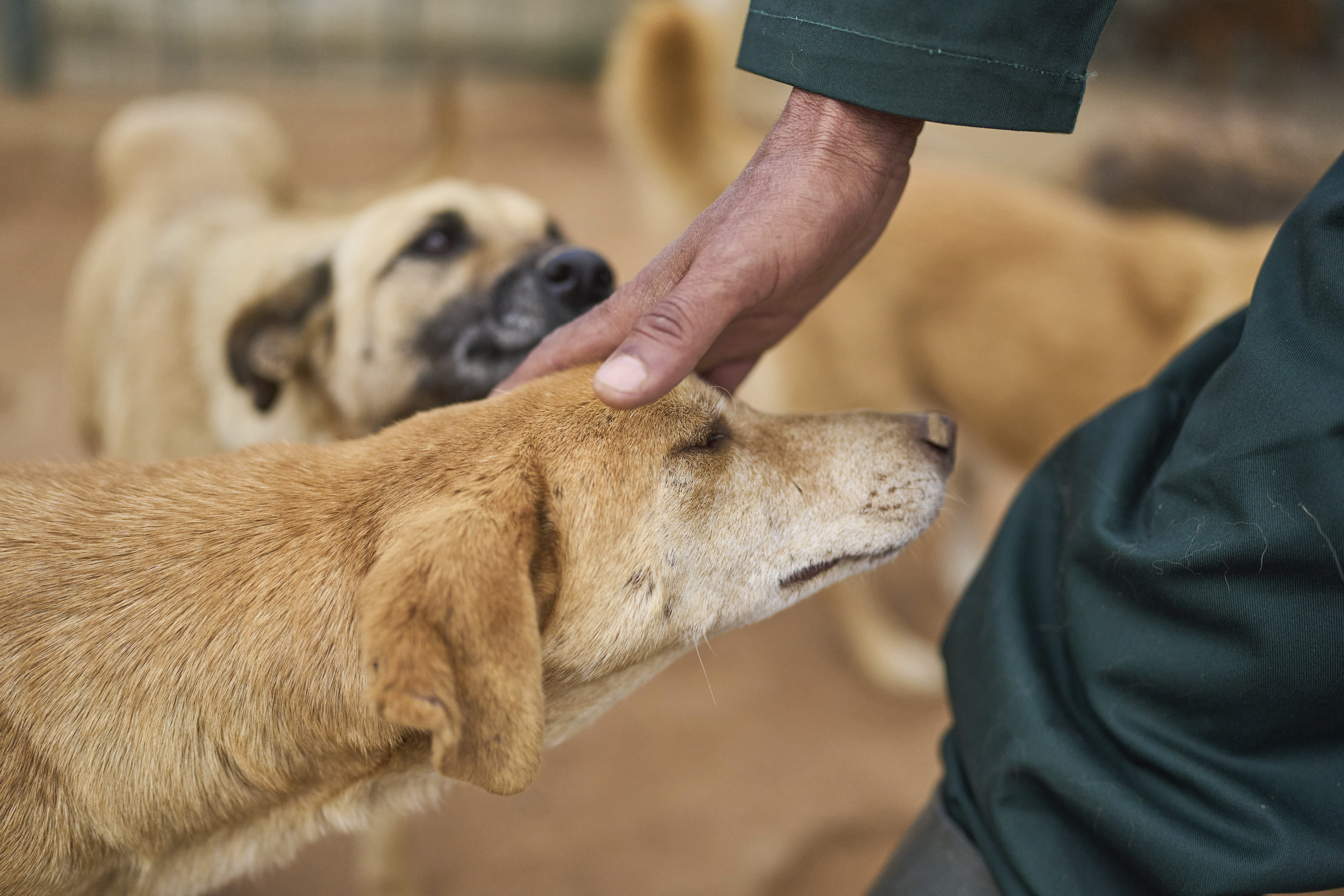 Iranian Cities Ban Dog-Walking in Effort To Prevent Western Culture of Pet Ownership From Taking Hold