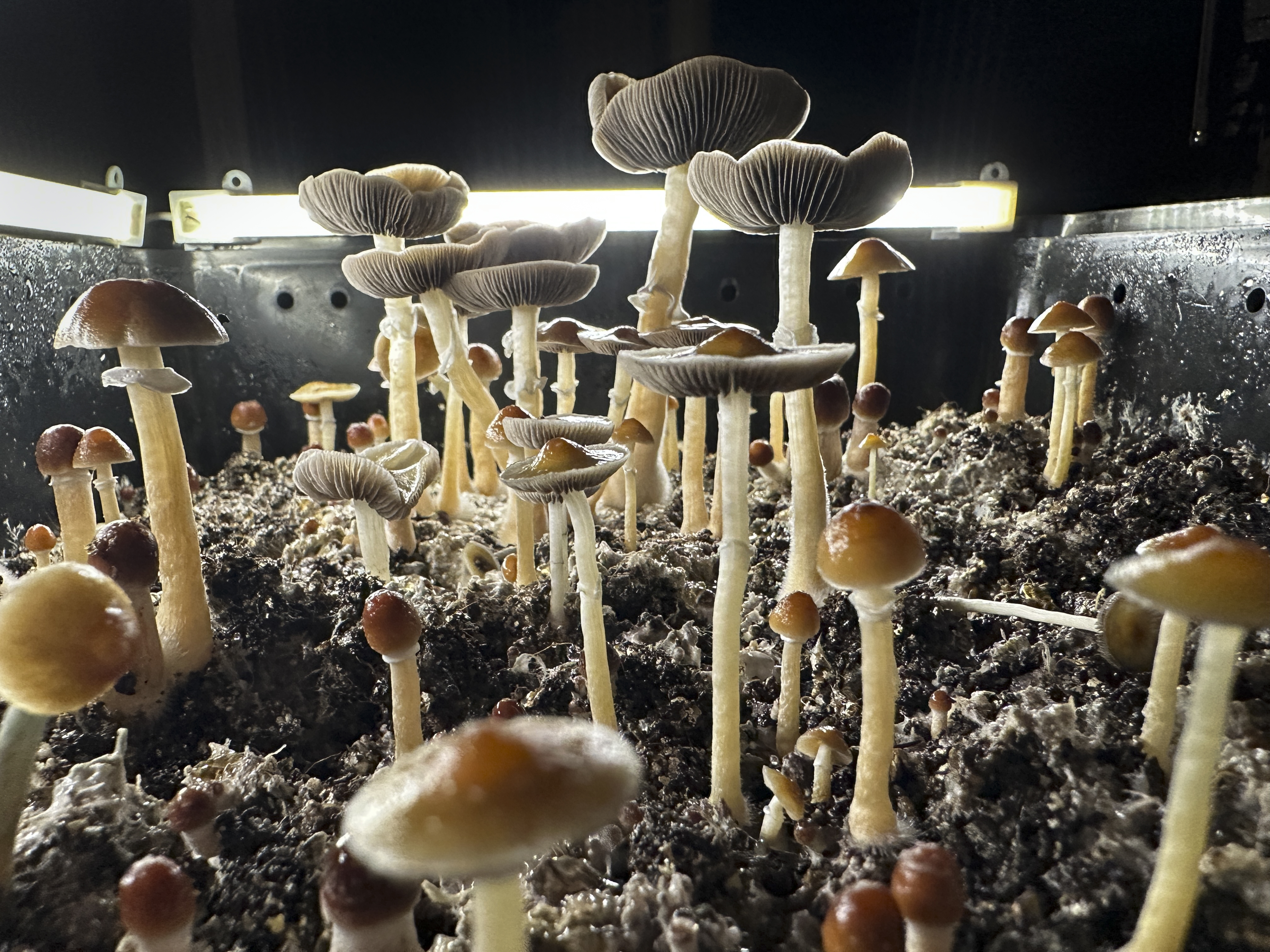 Magic Mushroom Compound Reverses Chronic Pain and Depression in Mice, Study Suggests