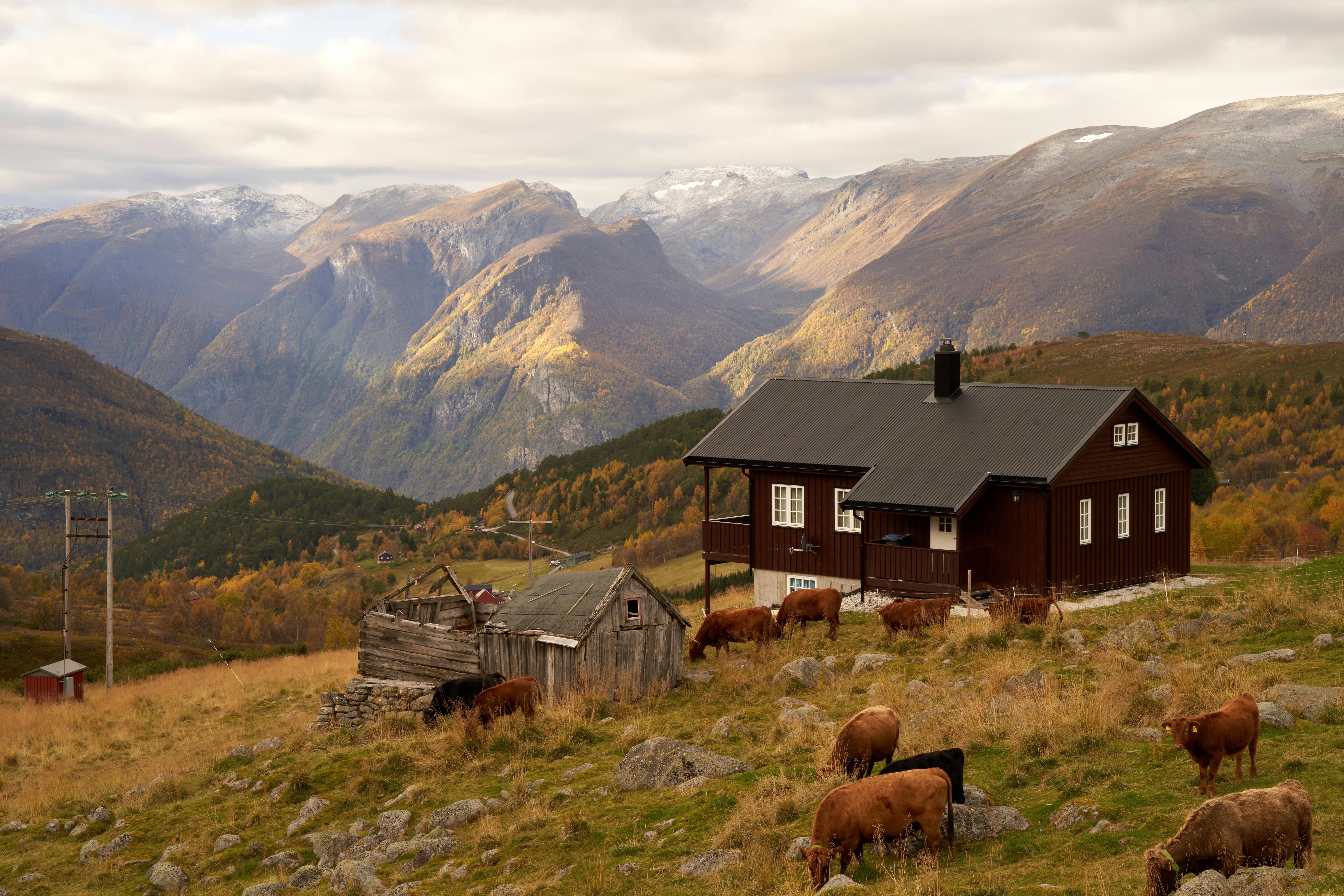 Norway Suspends Methane-Reducing Cattle Feed After Danish Farmers Report Sick and Dying Cows