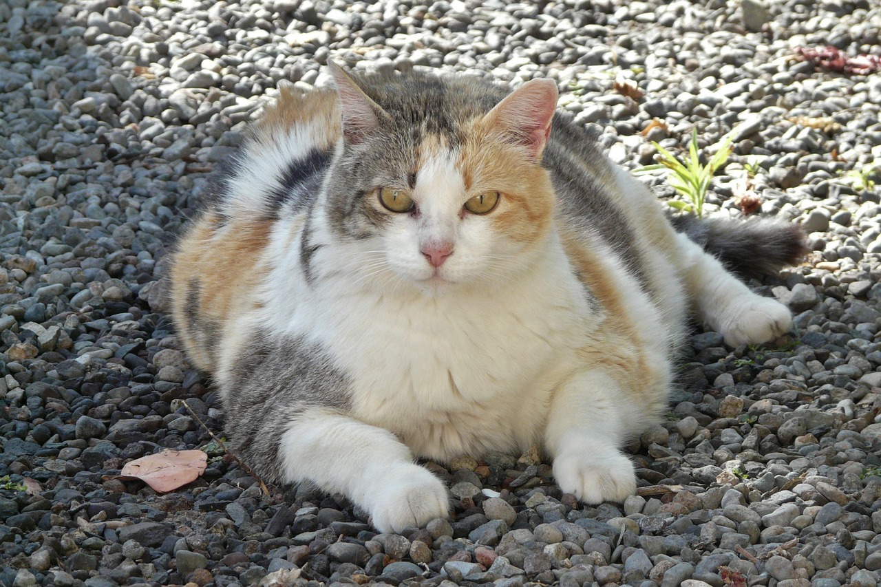 Feline Obesity Targeted by New 'Ozempic'-Like Drug Trial for Cats