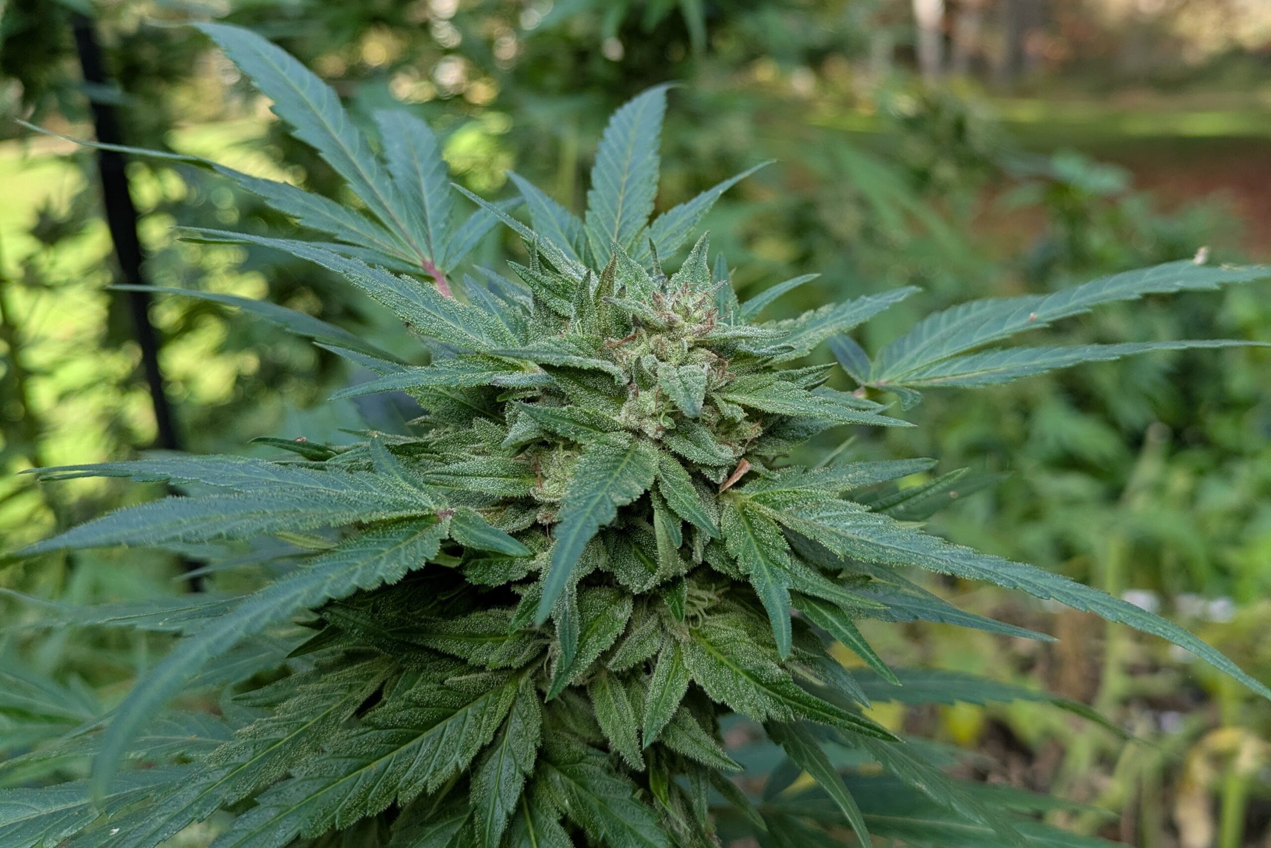 Trump Moves To Reclassify Marijuana for Research Purposes Despite Fierce Opposition From Conservatives