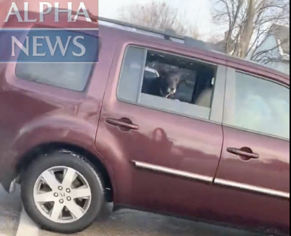 New Video Shows the Deadly Minneapolis Confrontation From View of the ICE Agent