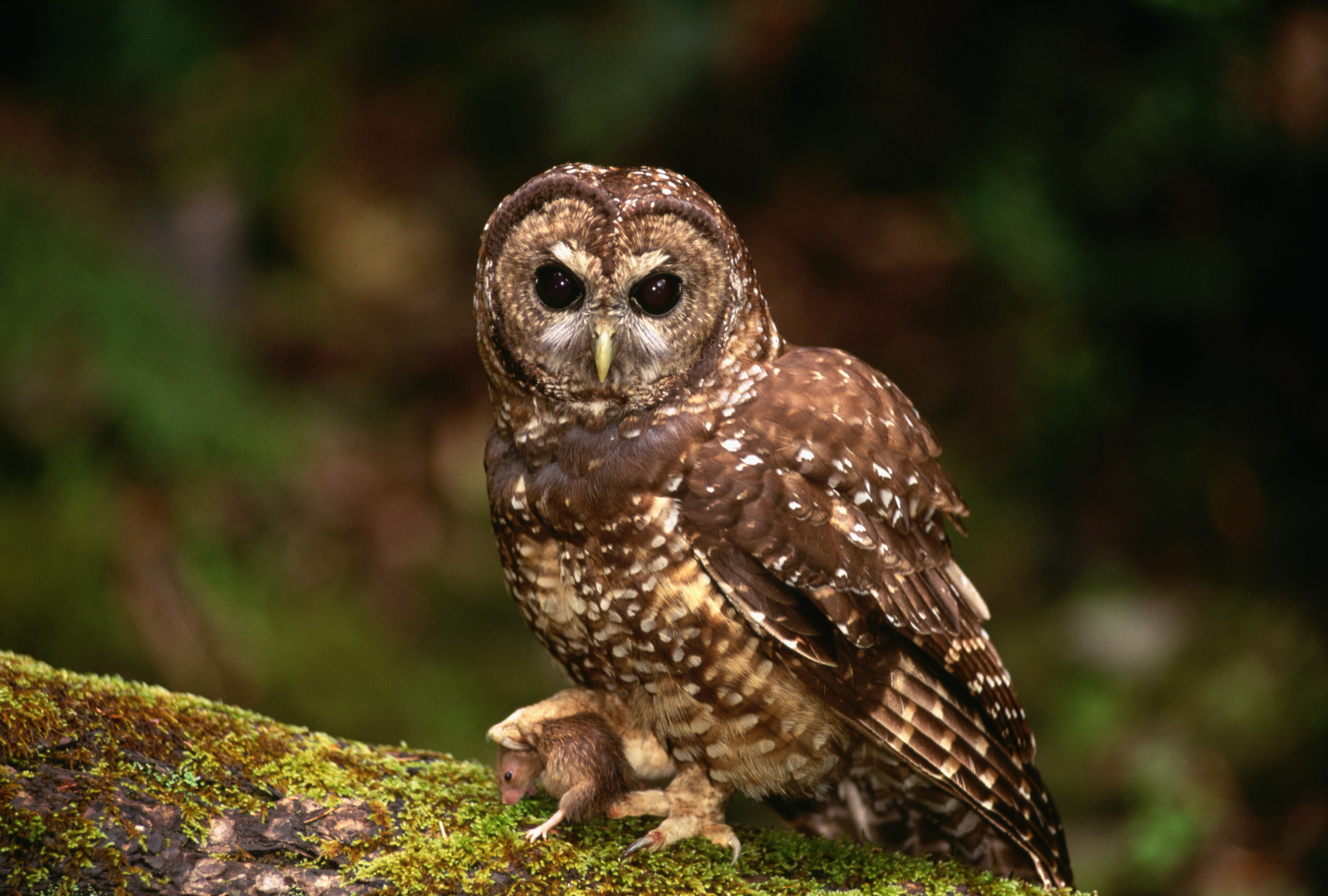 Environmentalists, Flying to the Rescue of Spotted Owls, Sue To Stop Oregon Logging Project | The New York Sun