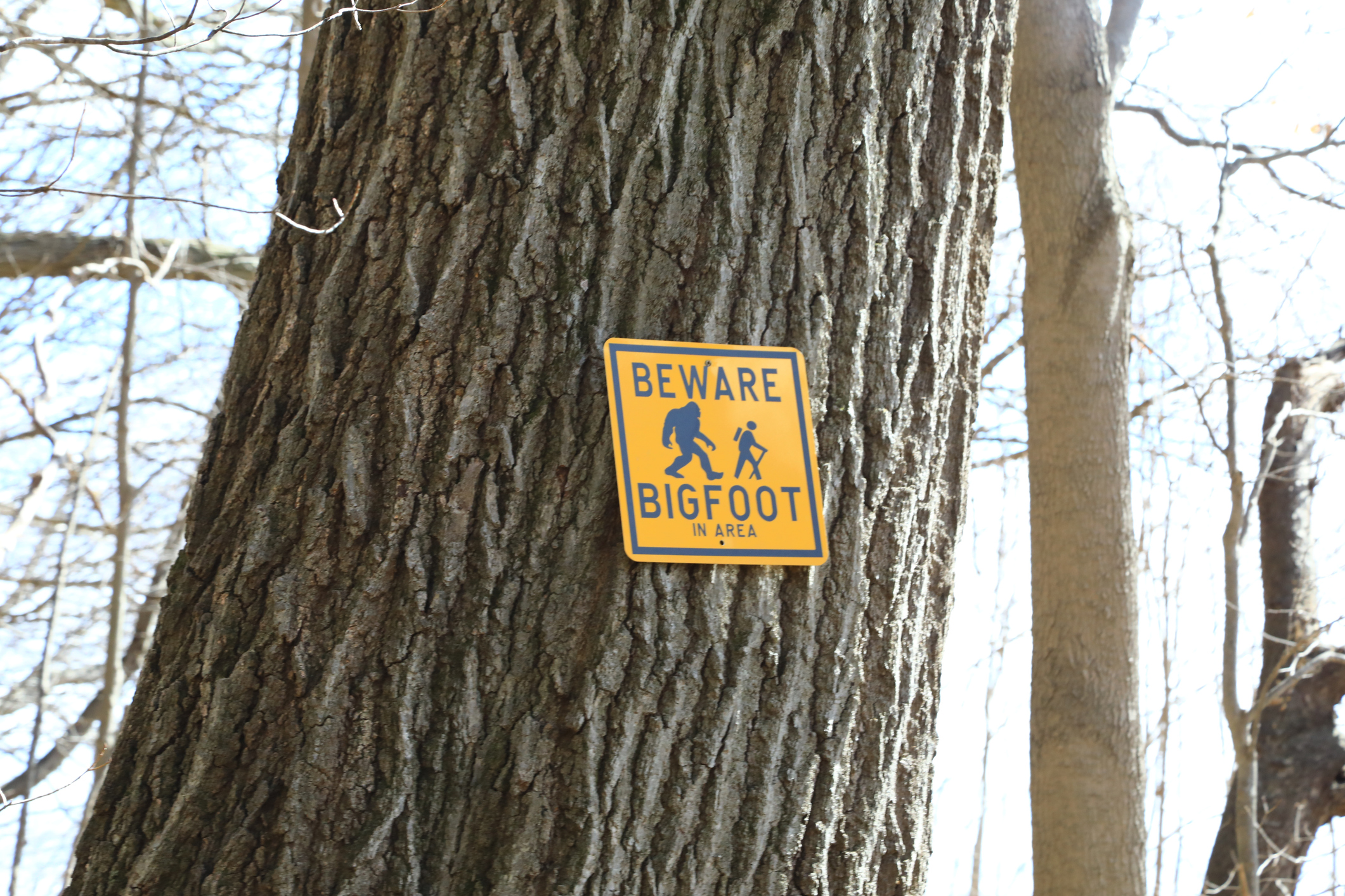 Buckeye Backwoods Bigfoot? Northeast Ohio Residents on Lookout as ...