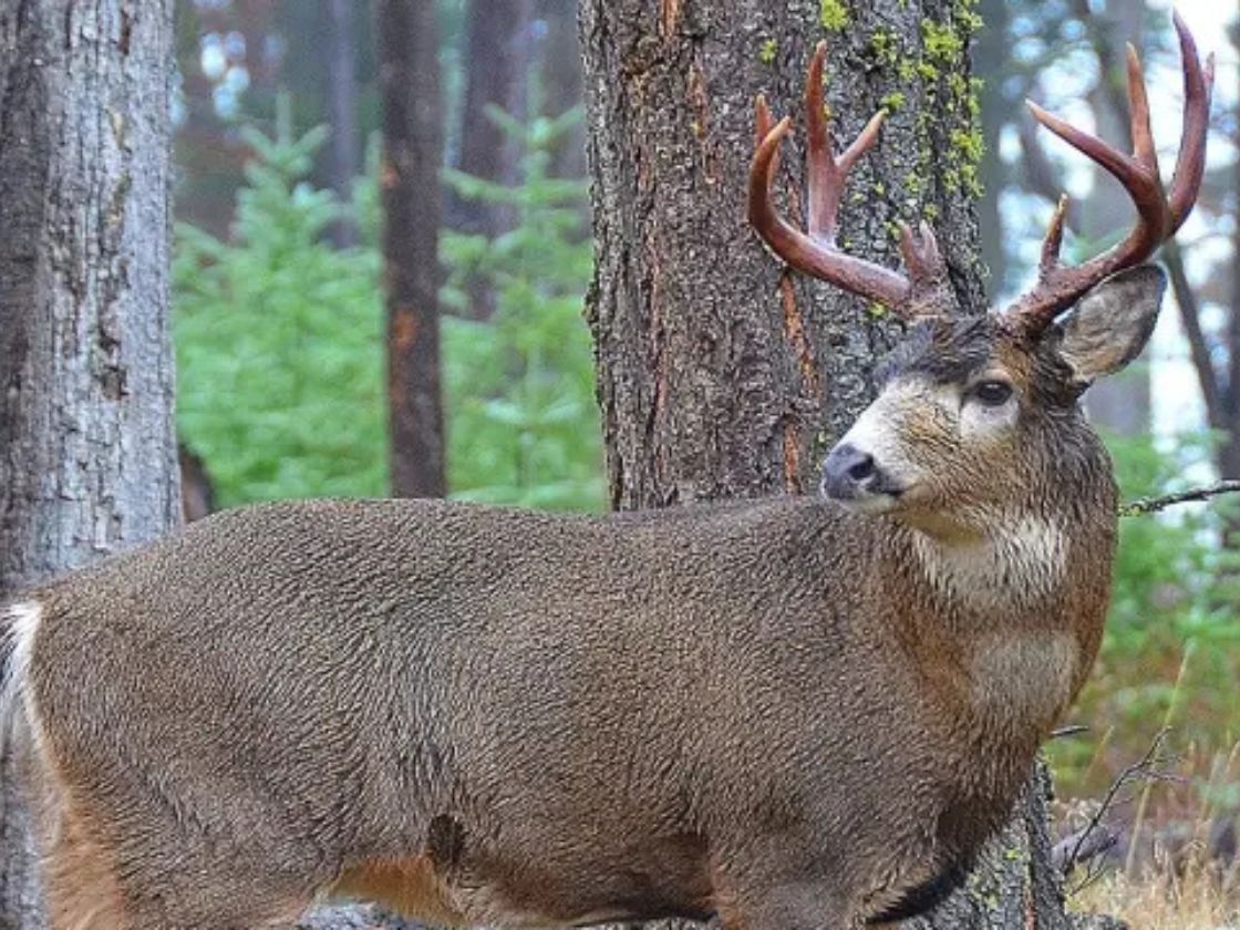 Animal Rights Activists Secure Signatures Needed for Ballot Vote To Criminalize Hunting