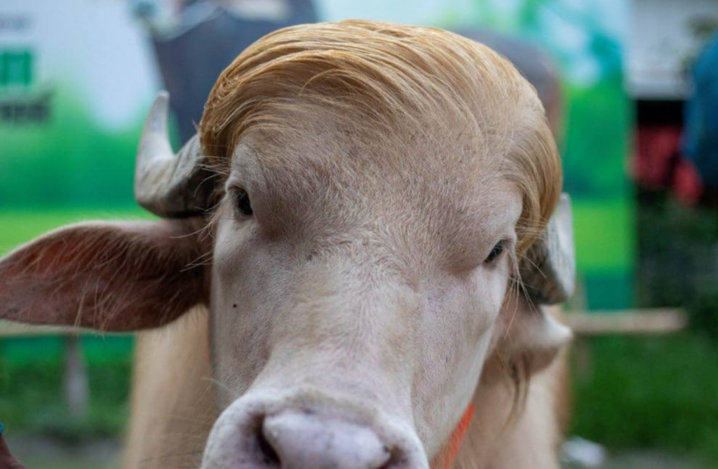 Social Media Saves Blonde Buffalo Dubbed ‘Donald Trump’ From Death on Islamic Holiday
