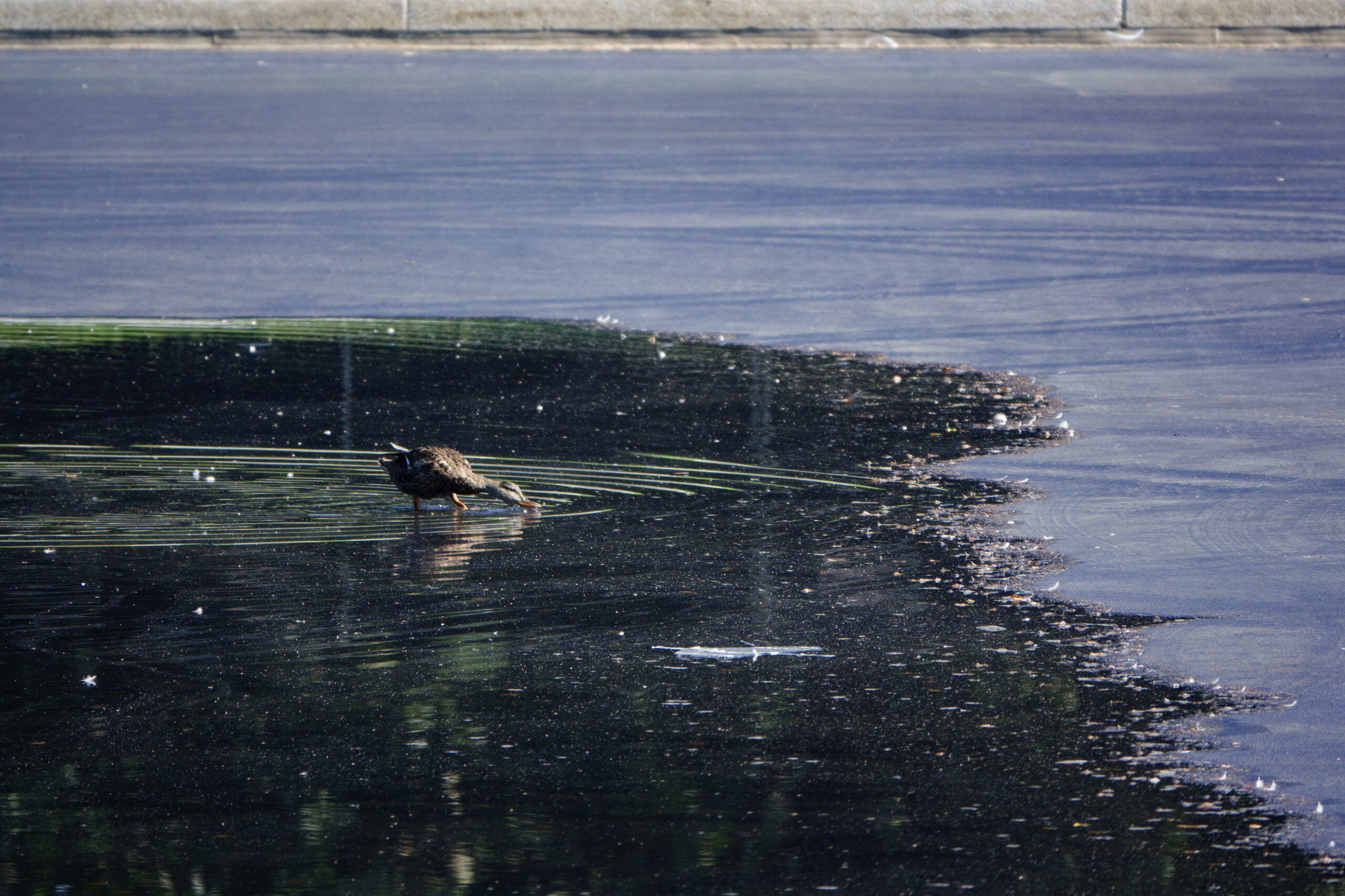 New Sign at Lincoln Memorial Reflecting Pool Blames 'Neglect by