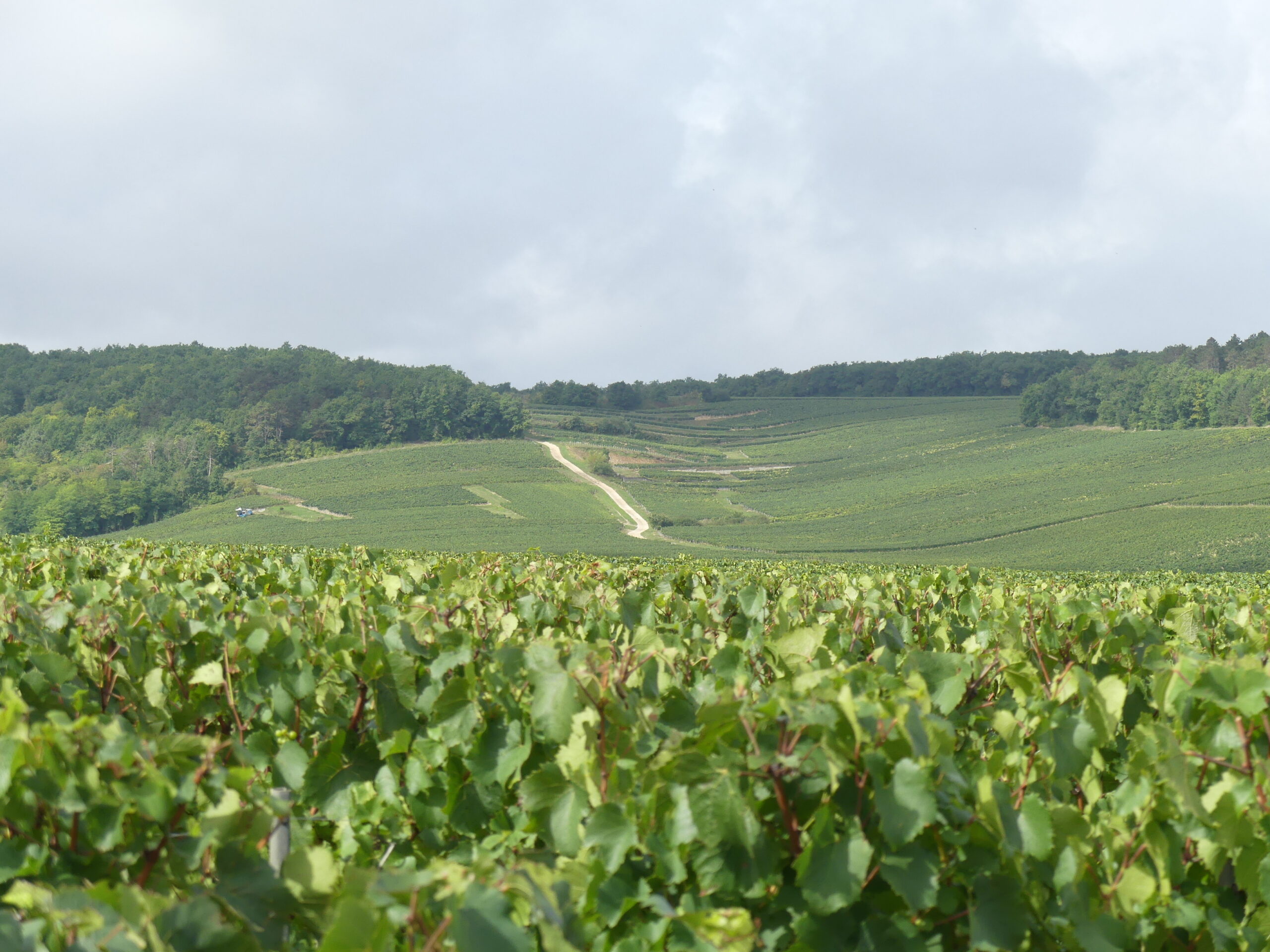 Chablis: A Most Singular Drink